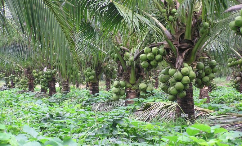 Coconut Cultivation in India