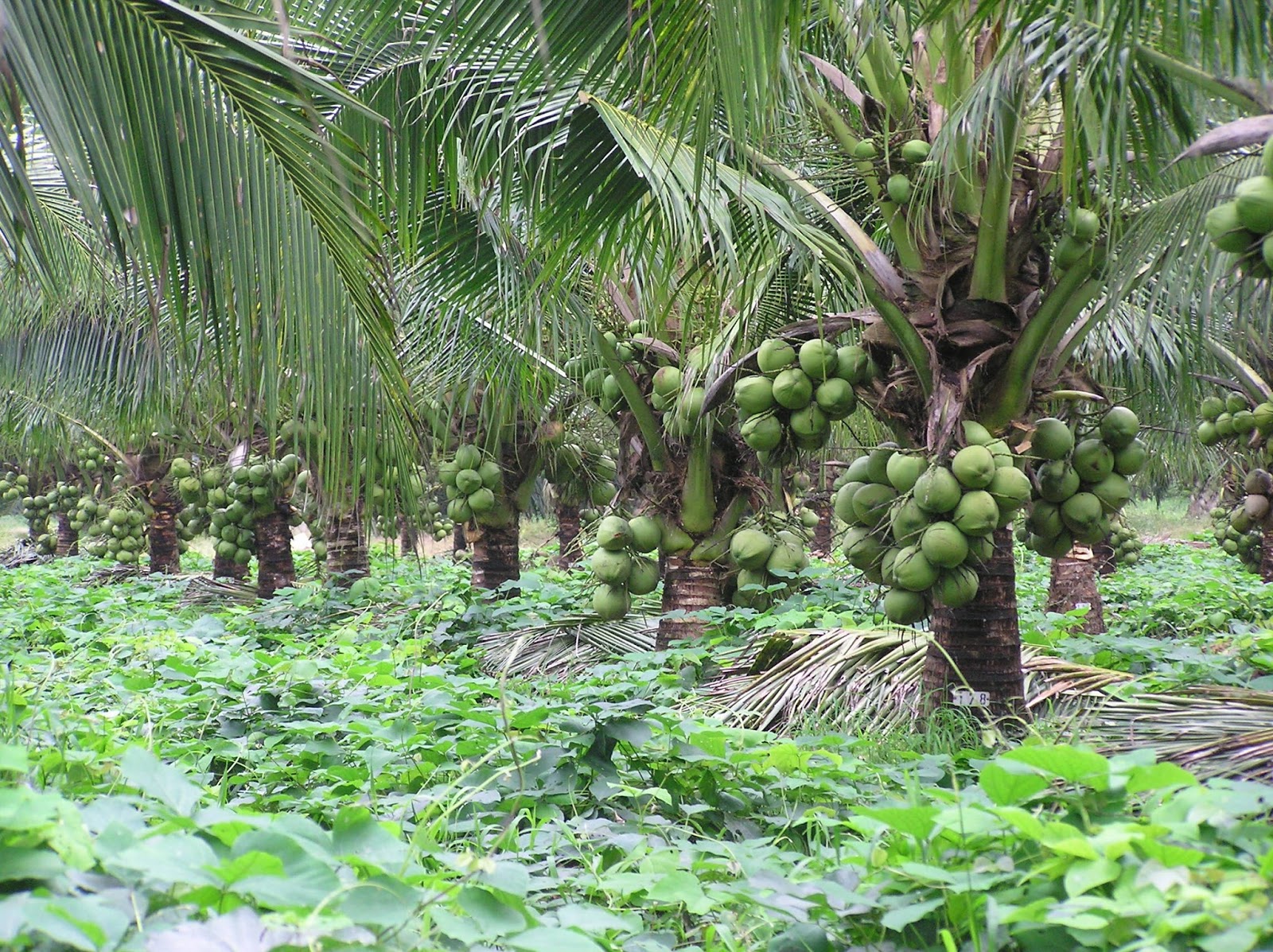 Coconut Cultivation in India