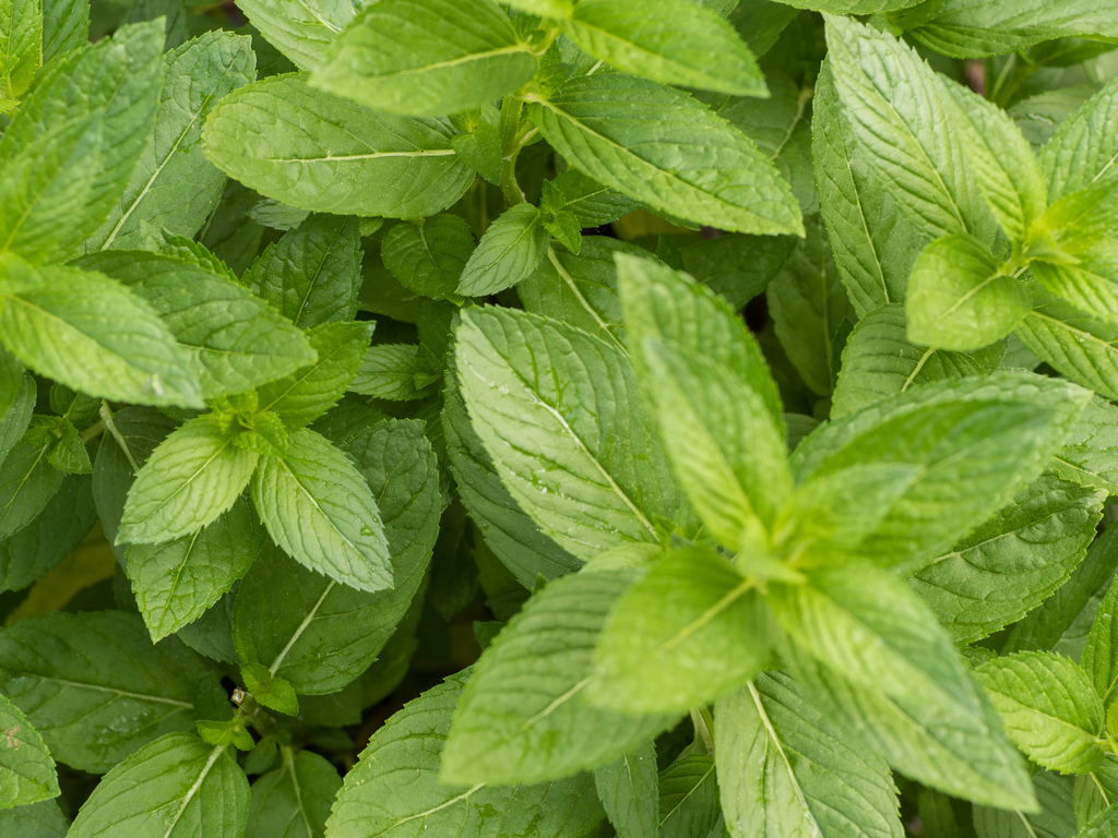 Information on the cultivation of Mentha Peppermint in India