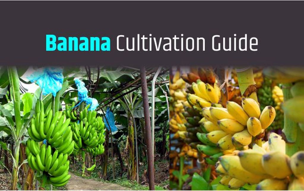 Most Profitable Banana Cultivation in India