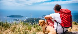 travel with your dog