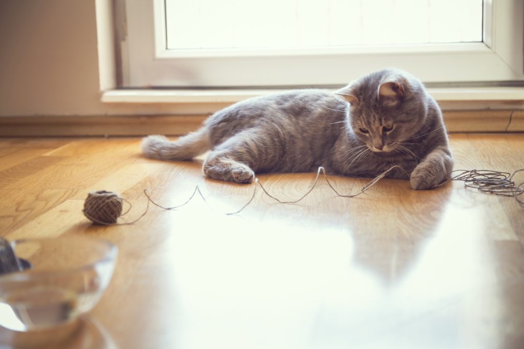 The Top Ten Household Hazards for Cats